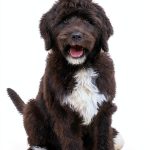 The Puppy Place: A New Home for a Puppy - Scholastic Children's eBook-0