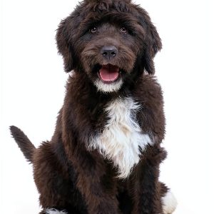 The Puppy Place: A New Home for a Puppy - Scholastic Children's eBook-0