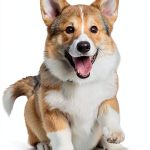 Starscape Dogs with a Purpose Book 3 Kindle Edition for Ages 8-12-0