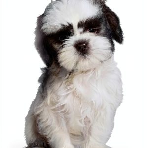 The Puppy Place: A New Home for a Girl - Scholastic Children’s eBook-0