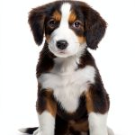 The Puppy Place: A New Friend by Scholastic Paperbacks Kindle Edition-0